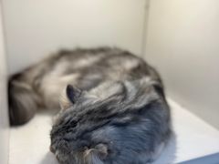 -李小姐の猫咖啡馆(五角场店)
