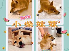 -浣熊柯尔鸭土拨鼠·电玩咖