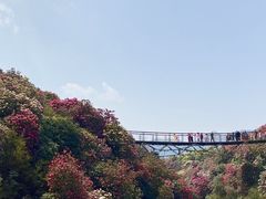 -贵州百里杜鹃风景名胜区