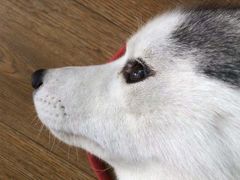 -Husky Go! 哈士奇体验馆·宠物咖啡厅狗咖