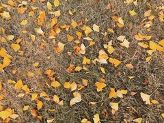 -西北湖绿化广场