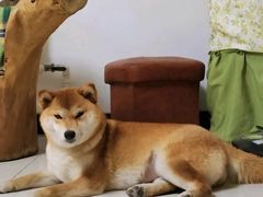 -萌宠之家·腊肠犬·马尔泰·小体犬舍