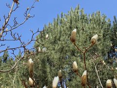 -大兴滨河森林公园