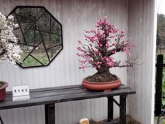 -香雪海