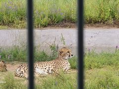 -鄂尔多斯野生动物园