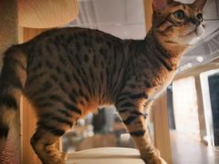 -CAT’S MEWSTAR CAFE·喵星球猫屋(晴湾咖啡店)