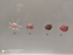 -青岛贝壳博物馆