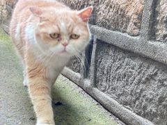 -西园寺素食(西园弄戒幢律寺店)