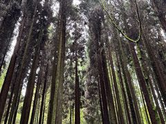 -武陵山森林公园