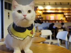 -猫咖时代(中山亭店)