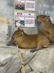 -Zoolung Zoolung动物主题公园(海信广场店)