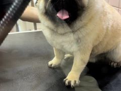 -FAELING PETS美天灵宠物(富力广场店)