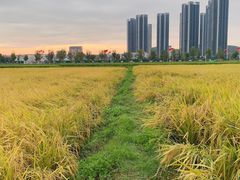-光明小镇欢乐田园