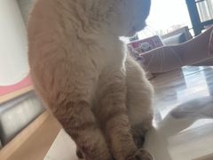 -喵园·猫主题咖啡厅·撸猫·猫咖(国贸店)