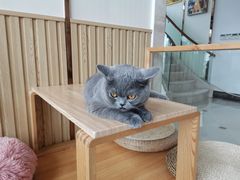 -Catmate·猫肥家润(金润铂宫店)