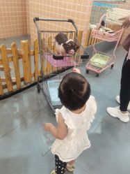 -Moni星球萌宠·小马宝莉·灵蛇·高端高阶全萌宠互动体验俱乐部(红豆国际广场店)
