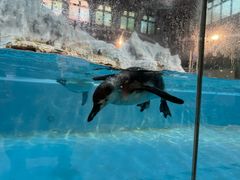 -帝企鹅自助餐厅•儿童岛•真企鹅(长隆企鹅酒店)