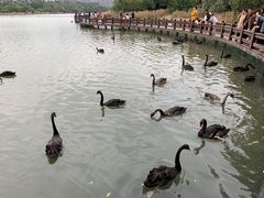 -五缘湾湿地公园