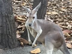 -清迈夜间动物园