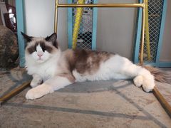 -喵屿·大理花园猫咖