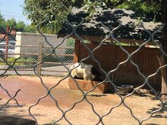 -静之湖湖畔餐厅