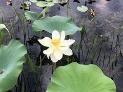 -昆山城市生态森林公园