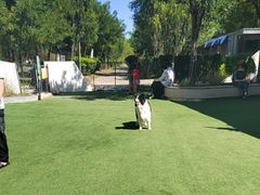 -爪吧宠物乐园 (温榆河示范区店)