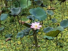 -荔湾湖公园