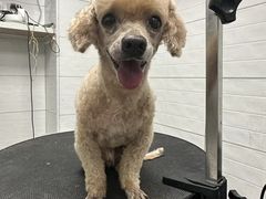 -达爱动物医院·犬猫分区·CT·复杂眼科(远洋山水分院)