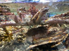 马达加斯加帝王蟹-盒马鲜生(岭南新世界店)
