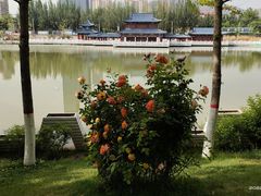 -雁滩公园