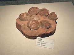 -浙江自然博物院(杭州馆)