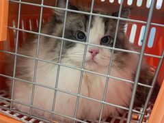 -纳吉亚猫专科动物医院·北北分院