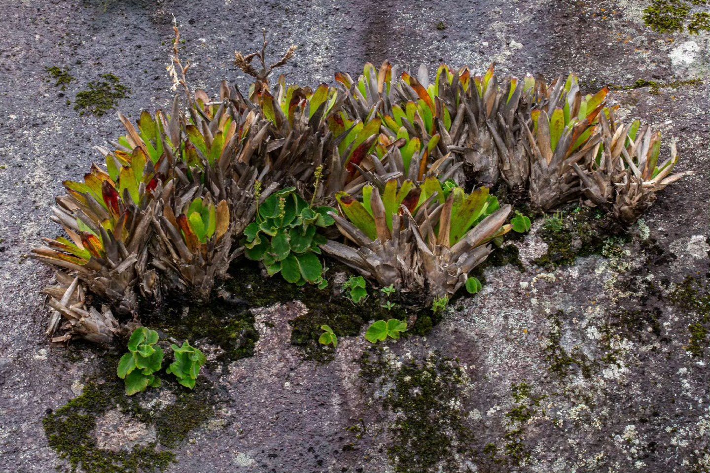 崖壁上的积水凤梨 ​