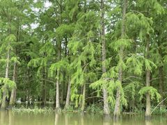 -池杉湖湿地公园