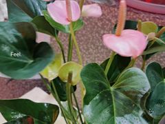 -豆豆花艺(新光天地店)