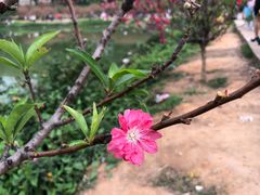 -南国桃园旅游度假区