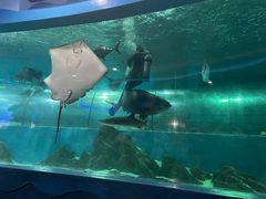 -苏州海洋馆