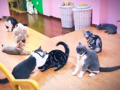 -李小姐の猫咖啡馆(五角场店)