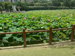-黄兴公园