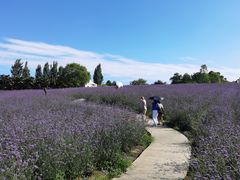 -紫颐香薰山谷景区