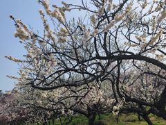 -梅花山(明孝陵内)