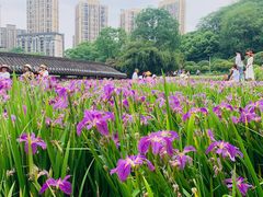 -龙头寺公园