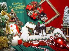 -超宠爱宠物摄影-Super pet