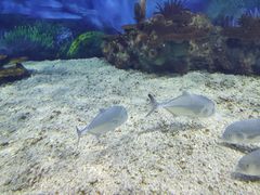 -上海海昌海洋公园