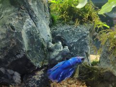 -中环花鸟鱼虫市场