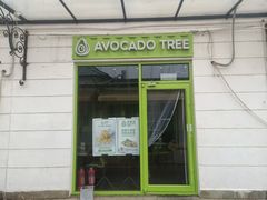 -油梨树AVOCADO TREE(顺义新国展店)