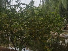 -丰台科技园生态主题公园