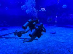 -烟台海昌鲸鲨海洋公园