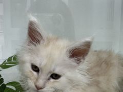 -青奢宠物·青奢猫舍